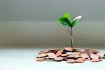 Árvore Plantada com Moedas
